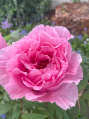 Interieurspray LOLA JAMES HARPER - The First Morning of Spring