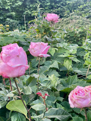 Interieurspray LOLA JAMES HARPER - The First Morning of Spring